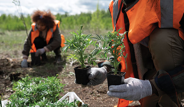 tree-planting